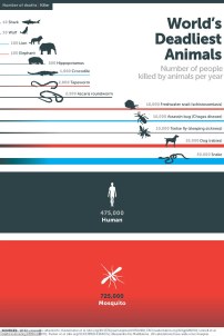 Top 15 des animaux les plus dangereux (c) Bill Gates